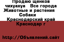 Продаю щенков чихуахуа - Все города Животные и растения » Собаки   . Краснодарский край,Краснодар г.